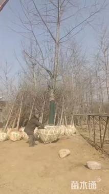 15公分美国红枫