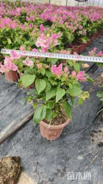 高度40厘米红樱