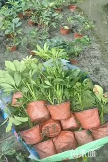 高度20厘米鸭脚木