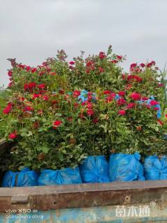 高度80厘米品种月季