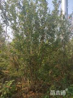 高度300厘米丛生花石榴