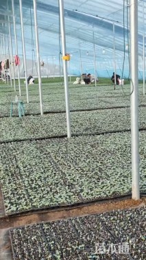 嫁接甜瓜苗，嫁接西瓜苗，自根苗