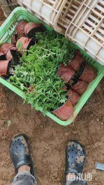 高度15厘米菊花