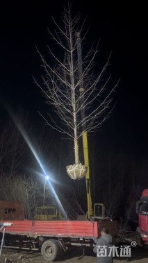 15公分无心银杏