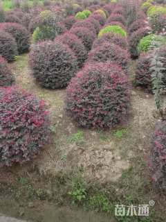 冠幅130厘米红花继木球