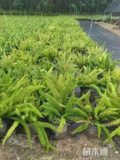 高度20厘米狐尾天门冬