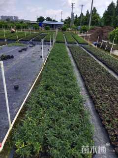 高度15厘米胡椒木