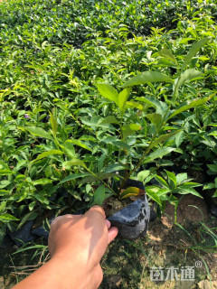 高度15厘米鸳鸯茉莉