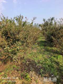 高度200厘米丛生紫薇