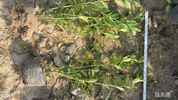 高度40厘米小叶栀子