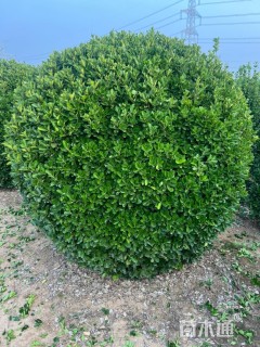 冠幅195厘米大叶黄杨球