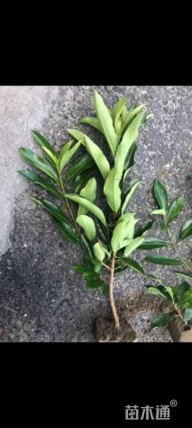 高度30厘米青珊瑚