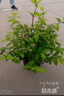 高度50厘米溲疏