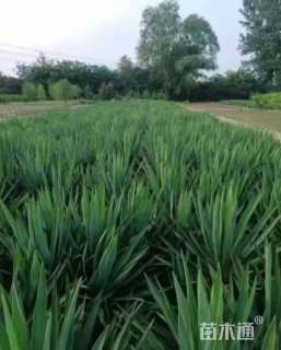 高度30厘米剑麻