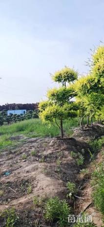10公分造型金叶榆