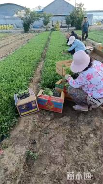 高度15厘米金鸡菊