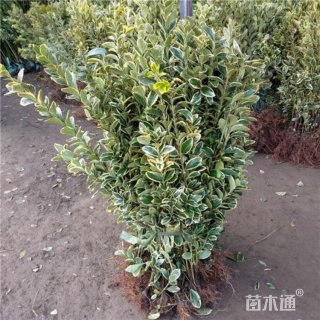 高度60厘米金边黄杨小苗