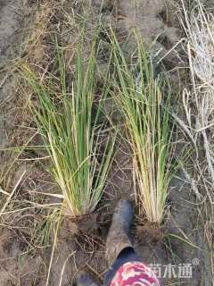 高度80厘米蒲苇