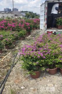 高度50厘米紫花勒杜鹃