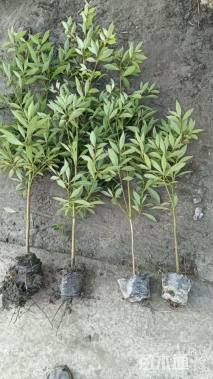 高度50厘米金丝楠木小苗