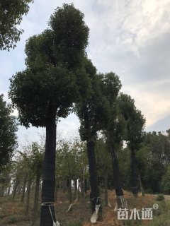 香樟