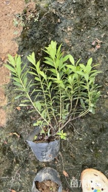 高度40厘米毛鹃小苗