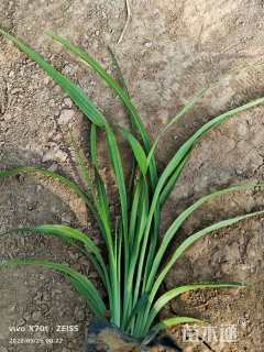 高度20厘米吉祥草