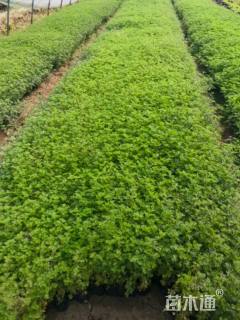 高度20厘米美女樱