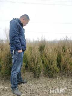 高度120厘米刺柏