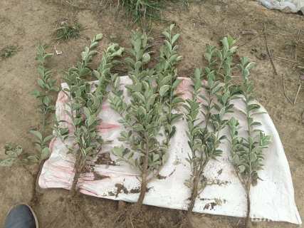 高度31厘米金边黄杨