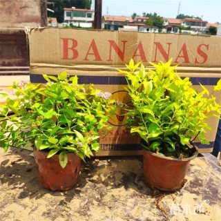 高度35厘米金山绣线菊