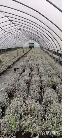 高度10厘米灌从石蚕