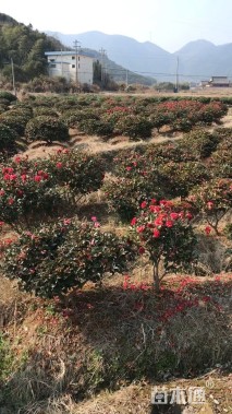 冠幅100厘米茶梅球