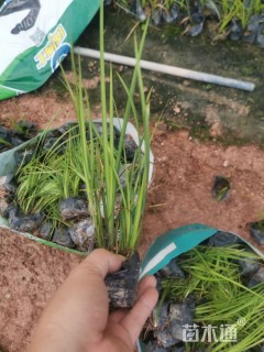 高度25厘米金叶菖蒲