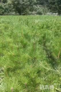 高度150厘米油松