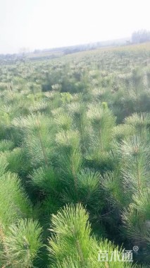 高度100厘米马尾松