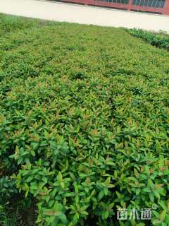 高度50厘米金丝桃