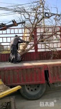 18公分造型石榴树