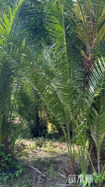 裸干高200厘米棕榈