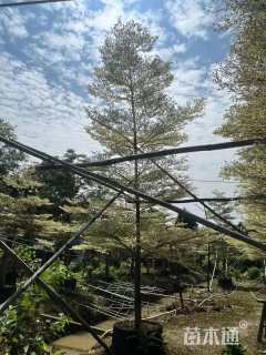 12公分细叶榄仁