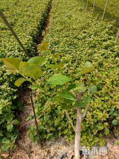 高度20厘米红花勒杜鹃