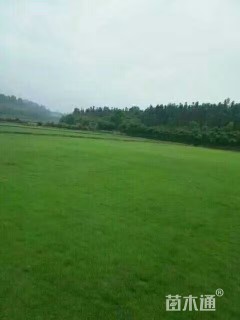 草卷状马尼拉草