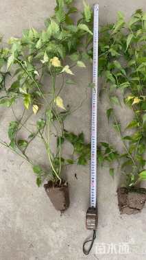 高度60厘米棣棠