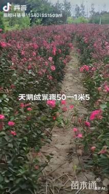 高度50厘米天鹅绒紫薇