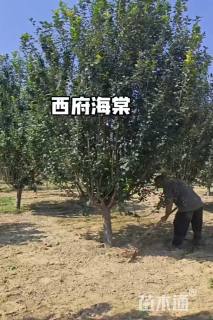 15公分垂丝海棠