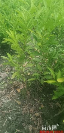 35厘米鸳鸯茉莉