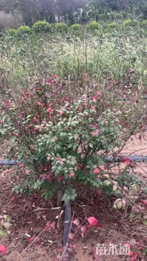 高度80厘米火焰卫矛