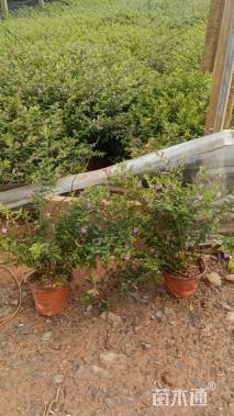 高度20厘米满天星