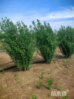 高度200厘米丛生木槿