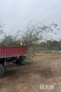 12公分垂丝海棠